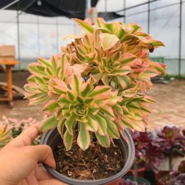 Cây aeonium 3 màu