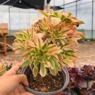 Cây aeonium 3 màu