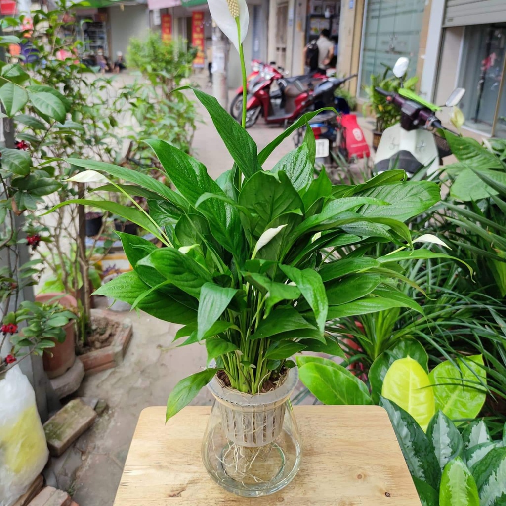 Cây lan ý thủy sinh bụi lớn nhiều nụ cao 30-35cm kèm chậu thủy tinh ,cây trang trí nội thất lọc không khí