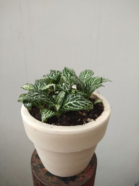 LÁ MAY MẮN - FITTONIA, CÂY CẨM NHUNG