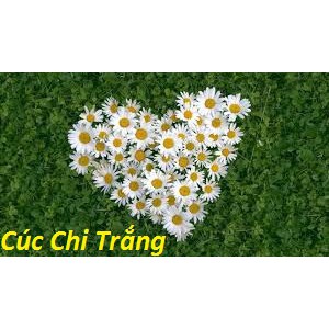 GÓI 50 HẠT GIỐNG HOA CÚC CHI TRẮNG