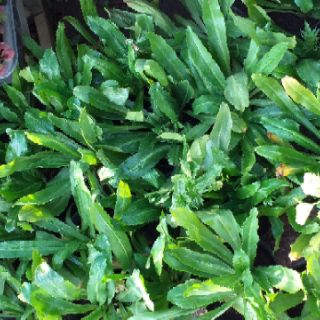 chậu rau ngò gai.