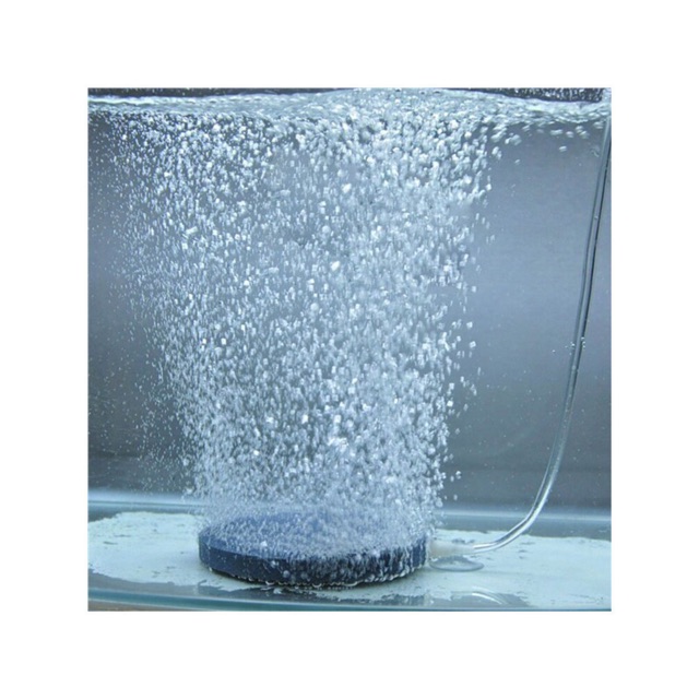 Dĩa sủi loại lớn 10cm