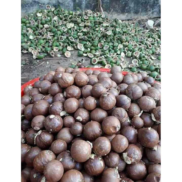 Hạt Macca Sấy Đak Lak Loại VIP (500gr) | BigBuy360 - bigbuy360.vn