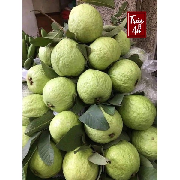 🍏 Ổi lê lùn Đài Loan cây 70-80cm đang trái sẵn. Giống ổi sai quả dễ trồng, ship hoả tốc 30p