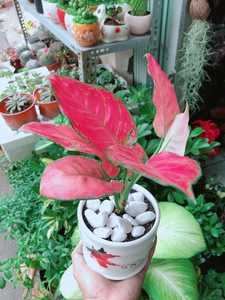 Chậu Cây Vạn Lộc Hồng