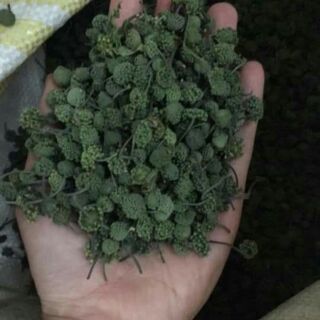 1kg nụ hoa tam thất bao tử loại đặc biệt