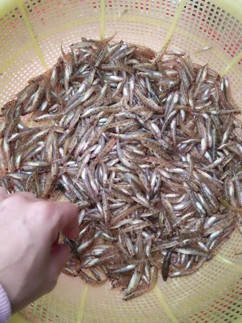 250g/ hủ Cá bống sông Trà - Đặc sản Quảng Ngãi