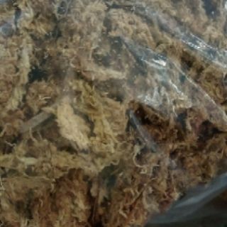 Dớn Chile trồng Lan 100g