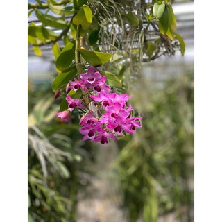 TRẦM TÍM  RỪNG GIỐNG