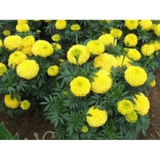 Hạt giống hoa cúc vàng 100 hạt