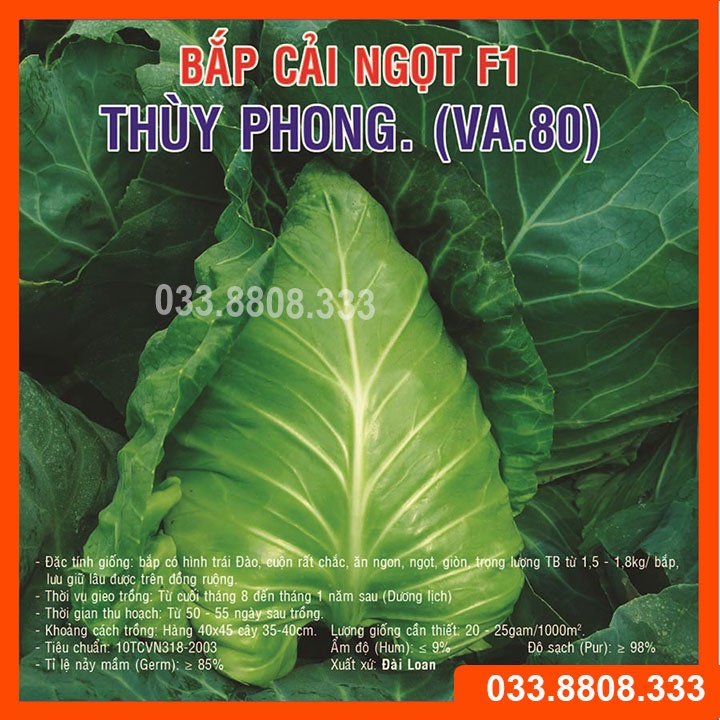 HẠT GIỐNG BẮP CẢI TRÁI TIM THÚY PHONG (va80)  10GRAM