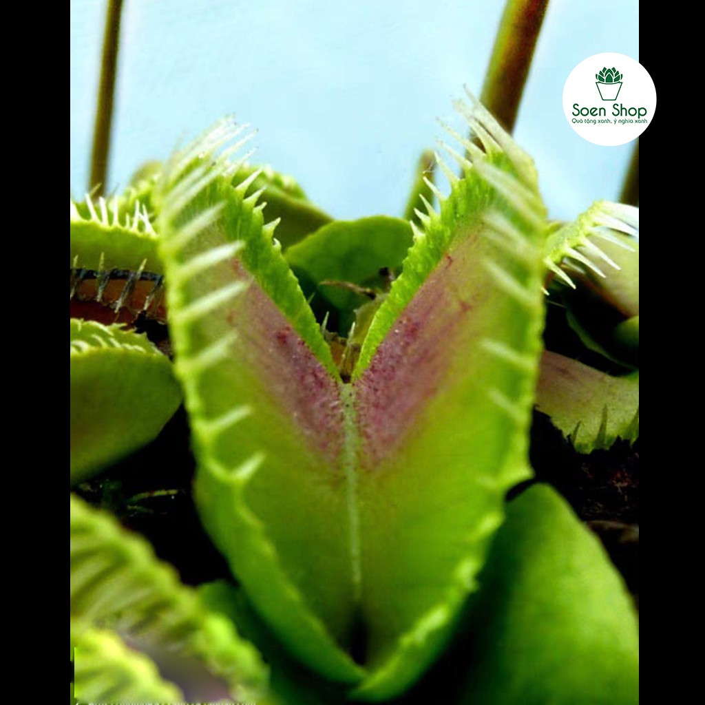 Cây bẫy kẹp, cây bắt mồi - Venus Flytrap - Hàng chuẩn nhiều nắp kẹp - Sẵn chậu nhựa và hộp đựng xịn sò