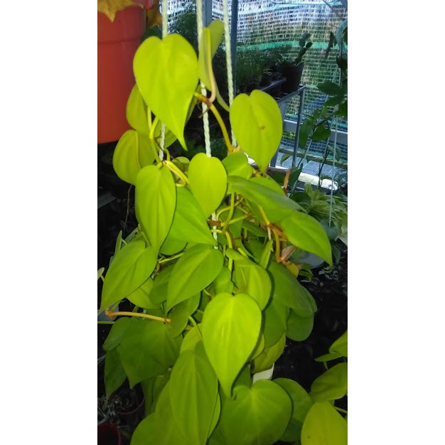Cây Trầu Bà Tim Vàng - cây cảnh trong nhà - caykiengsadec