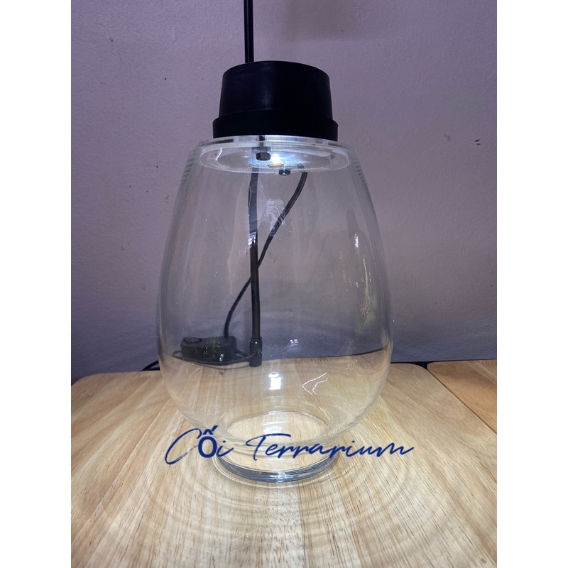 {Moss light} Bình terrarium tròn kèm đèn chiếu sáng nhỏ gọn trồng rêu, cây trang trí chưa bao gồm cây