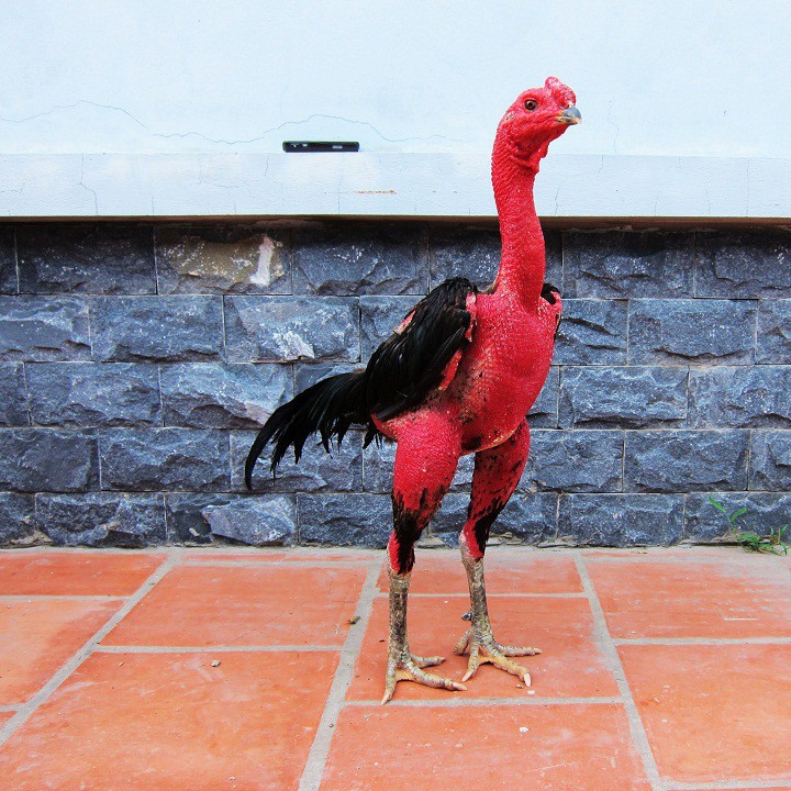 BỊT MỎ CHO GÀ CHỌI - BỊT MỎ THÁI LAN CHO GÀ