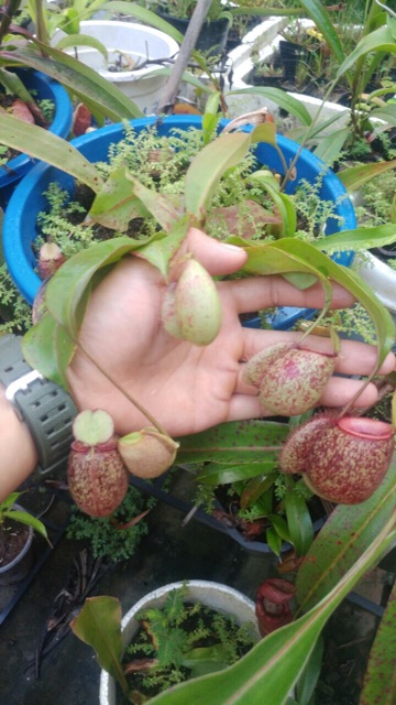 Cây ăn thịt nắp ấm