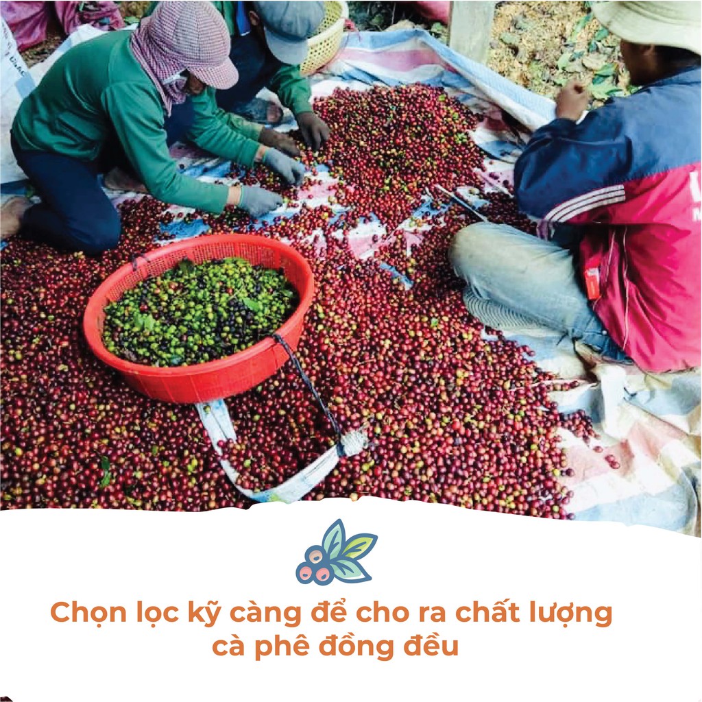 Cà phê Robusta Lâm Đồng - Túi 250gr (Dạng Bột) | BigBuy360 - bigbuy360.vn