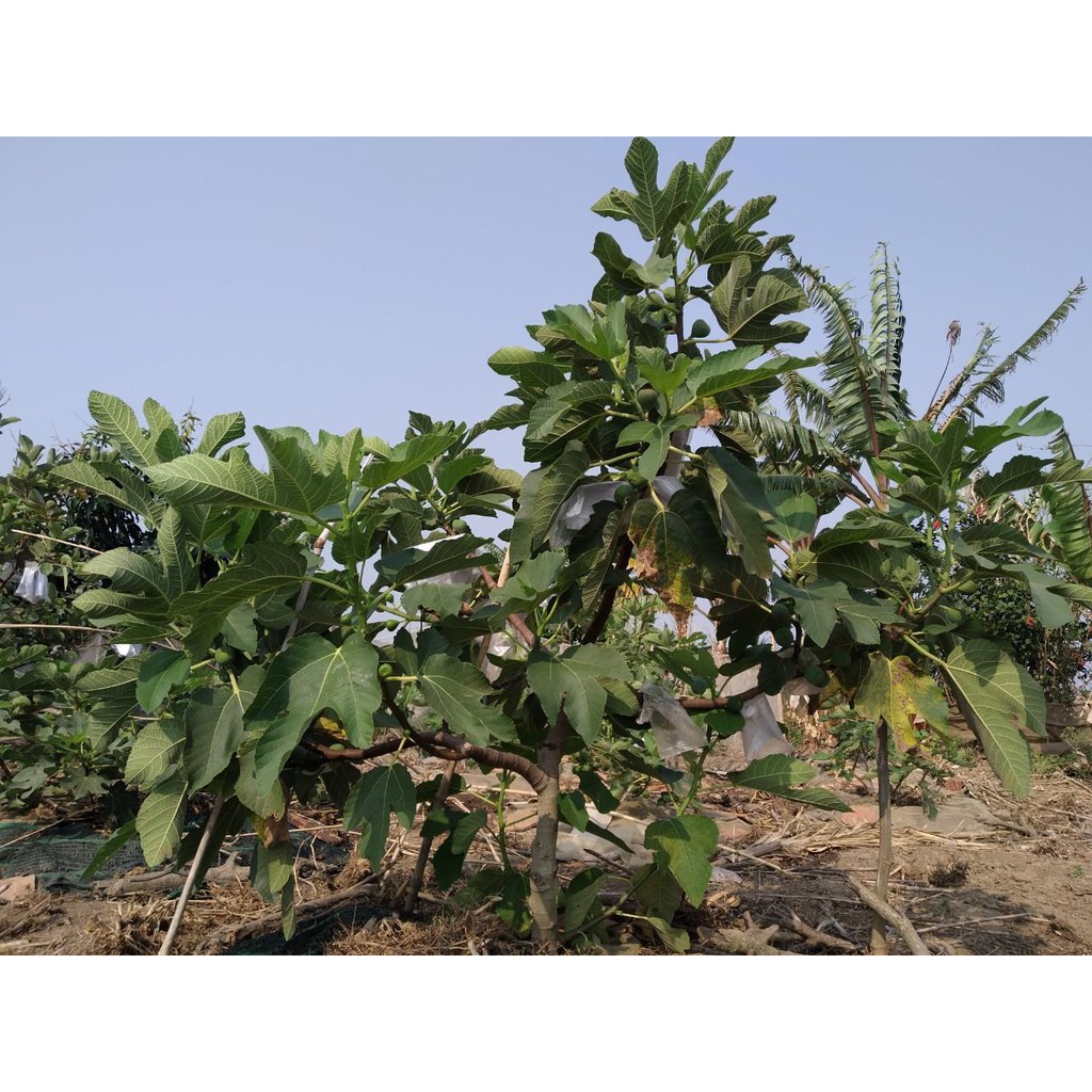 Cây giống Sung Mỹ Purple Jordan - Cây Chiết Khỏe Ra Trái Sau 3 Tháng Trồng