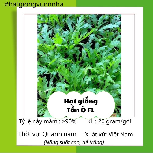 Hạt Giống Tần Ô Rado - Gói 20 gram ( Năng suất cao, chịu nhiệt tốt)