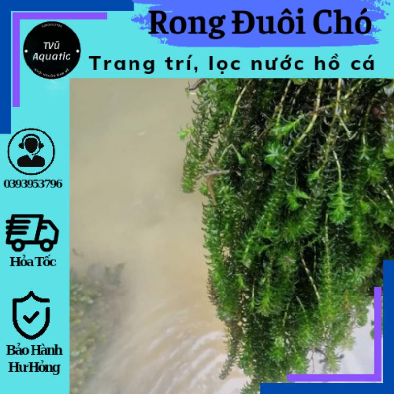 1KG Rong Đuôi Chó - Thủy Sinh - Trang Trí Hồ Cá - Siêu Lọc Nước