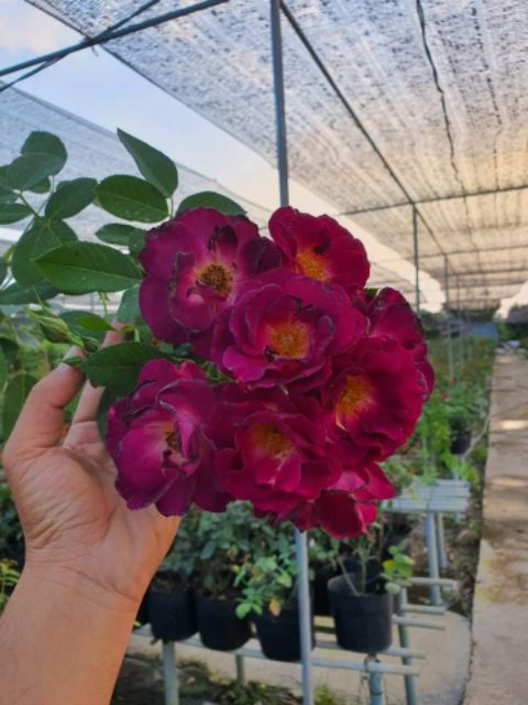 Hồng leo ngoại Night Owl