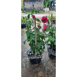 Hoa hồng chậu tường vi