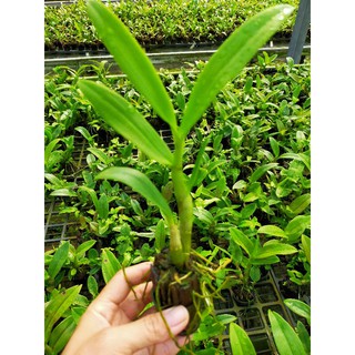 10 Cây lan denro giống- Mua 10 tặng 1 ( giao câynhư hình) - Cây Khỏe cao 20cm