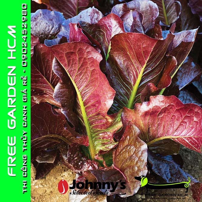 HẠT GIỐNG XÀ LÁCH BỌC MEN THURINUS – Johnny’s Seed – Mỹ