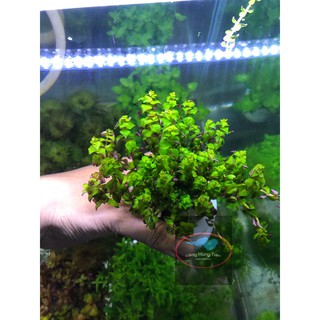 CÂY THỦY SINH HỒNG XOĂN (TRUNG CẢNH)