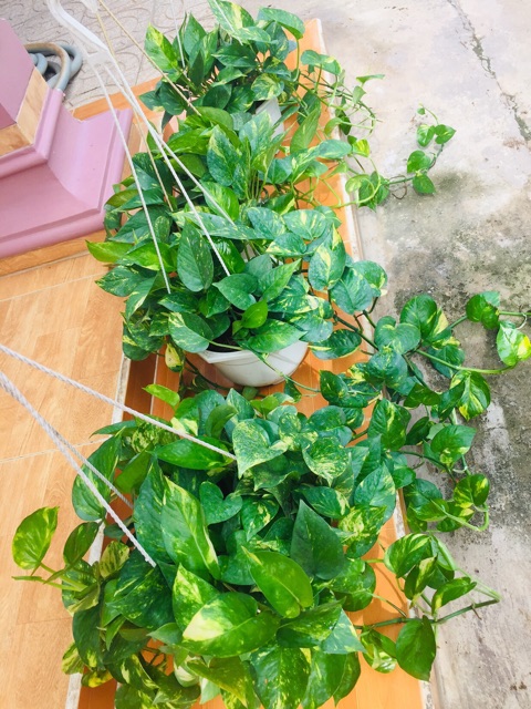 Cây trầu bà Hoàng Ngọc