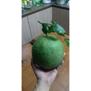 Bưởi da xanh ruột đỏ