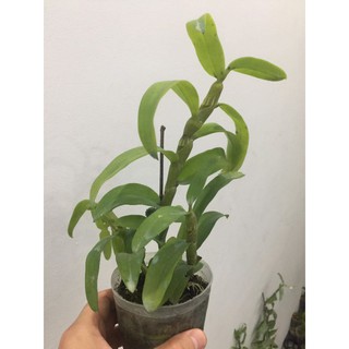 hoa phong lan - trầm 6 mắt