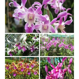 dendro nắng xưa cây trưởng thành