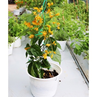 Cây leo lan hoàng dương cây chuỗi vàng lan dây đẹp