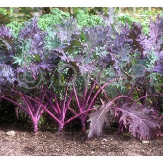 Hạt giống cải xoăn Kale tím