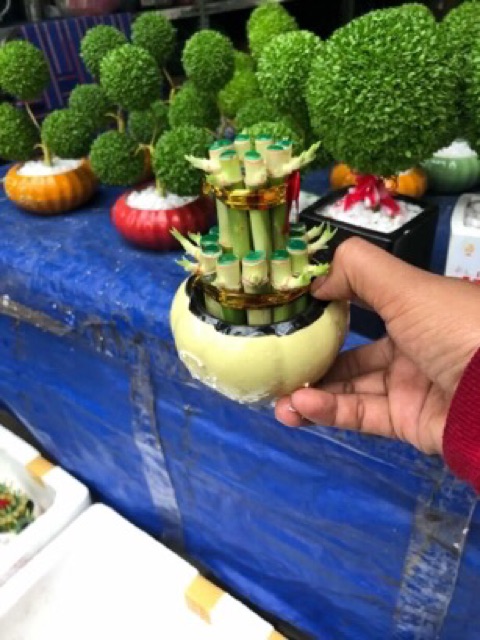 Chậu Trúc Phú Quý 2 tầng