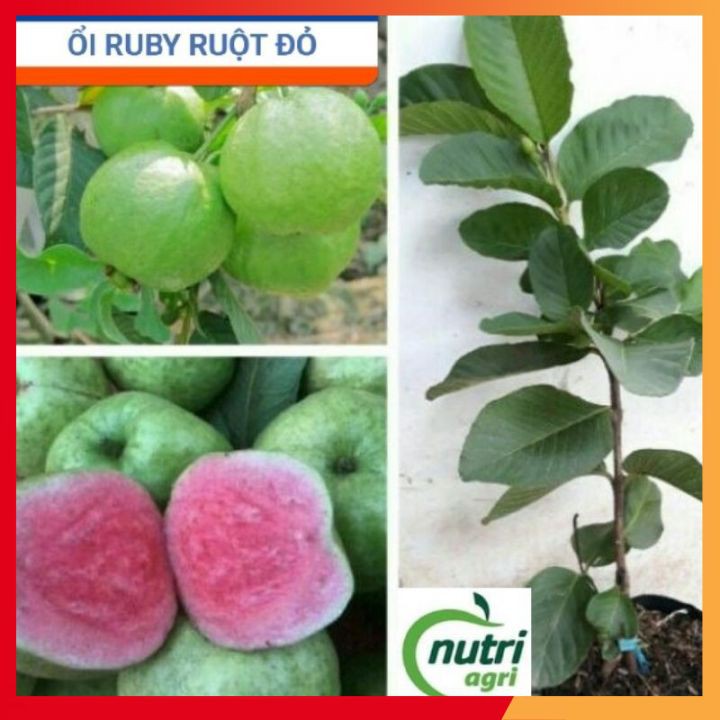 [NHẬP MÃ NUTR2882 GIẢM 10K] Cây Giống Ổi Ruby Ruột Đỏ Giống Cái Mơn Ổi không hạt_Cây trồng chậu được, giống cao 50-60cm