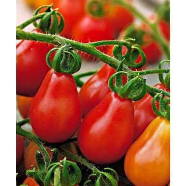 Hạt Giống Cà Chua Hồ Lô Siêu Trái F1 Loại dễ trồng năng suất cao chống sâu bệnh