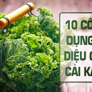 Combo 5 gói Hạt Giống cải kale (cải xoăn)