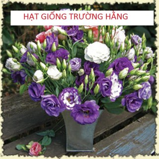 Hạt giống hoa Cát tường (5 hạt nhiều màu)