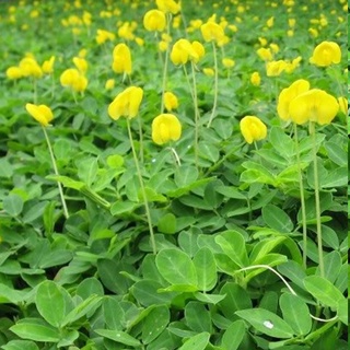 Cây cỏ đậu phộng, cây cỏ lạc trồng bền