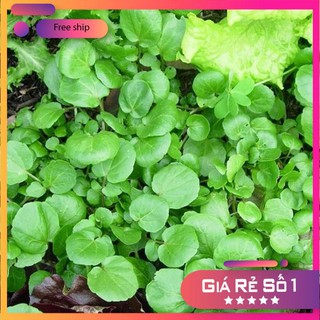 Hạt giống Xà lách Xoong Mỹ, Cải Xoong