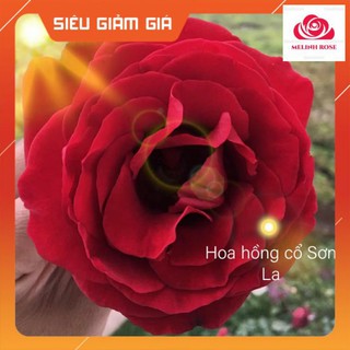 Hoa hồng cổ Sơn La –[💓Hồng Leo ❤] Hồng leo bông đỏ nhung quyến rũ,Cây hoa hồng cổ sơn la