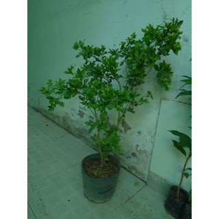 Cây Nguyệt quế