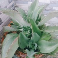 Cây Sống đời