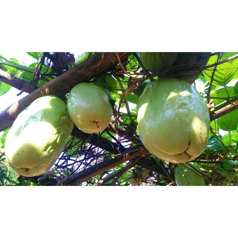 Hạt giống dưa tây siêu quả F1