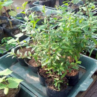 Cây Giống Lựu Rubi Ấn Độ