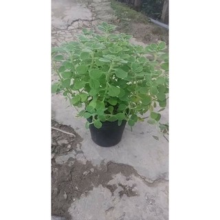 Nhất Mạt Hương- Sen thơm(tặng kèm phân bón)