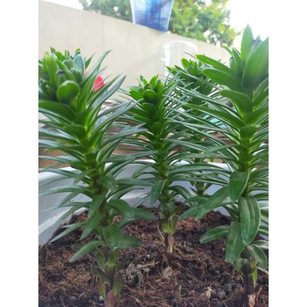 VIÊN NÉN XƠ DỪA 0.5KG THAY THẾ ĐẤT TRỒNG RAU